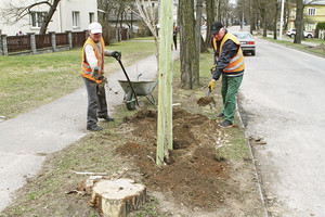 Dabar bus gražiau: Kaunas velkasi naują žaliąjį apdarą
