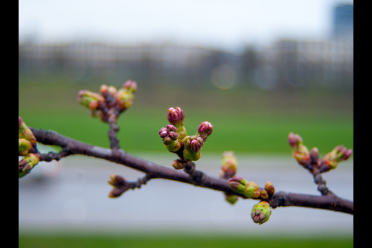 Pavasaris jau džiugina spalvomis.<br>V.Ščiavinsko nuotr.