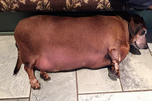 Pavyzdys: nutukęs šuo per 6 mėnesius atsikratė pusės savo svorio