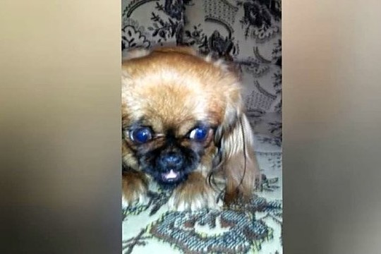 Šunelis įrodė, kad ūgis – dar ne viskas