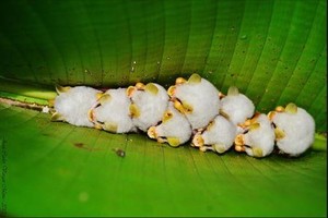 Panašūs į mažus baltus pūkuotus paršelius. Kas jie?