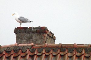 Klaipėdiečių miegą ėmė trikdyti kirai