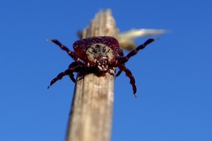 Pabudusių erkių armijos jau graso baisiomis ligomis