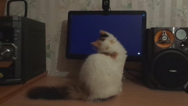 Persų katė – kompiuterinių žaidimų manijakė