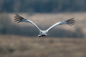 Pasakiškas reginys akims: sugrįžusios gervės užburs savo grožiu