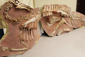 Nauji įrodymai: dinozaurų išnykimą lėmė ne meteoritas