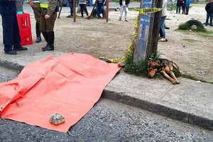 Širdį verianti ištikimybė: šuo nepaliko savo žuvusio šeimininko