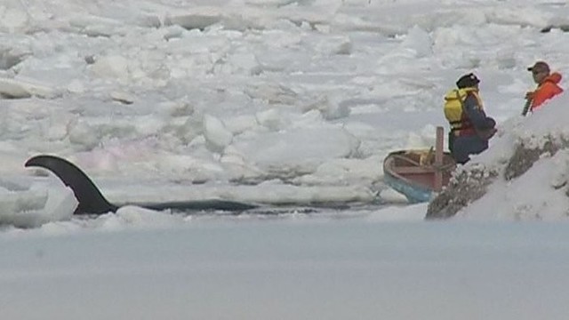 Dramatiška gelbėjimo operacija Rusijoje: ledynuose įstrigo orkos