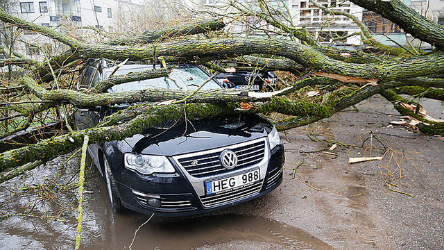 Nuvirtęs medis Vilniuje apgadino kelis automobilius