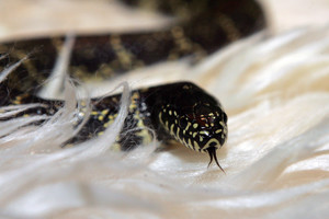 BMW nuo kelio Abromiškėse nuskriejo dėl neįtikėtinos priežasties