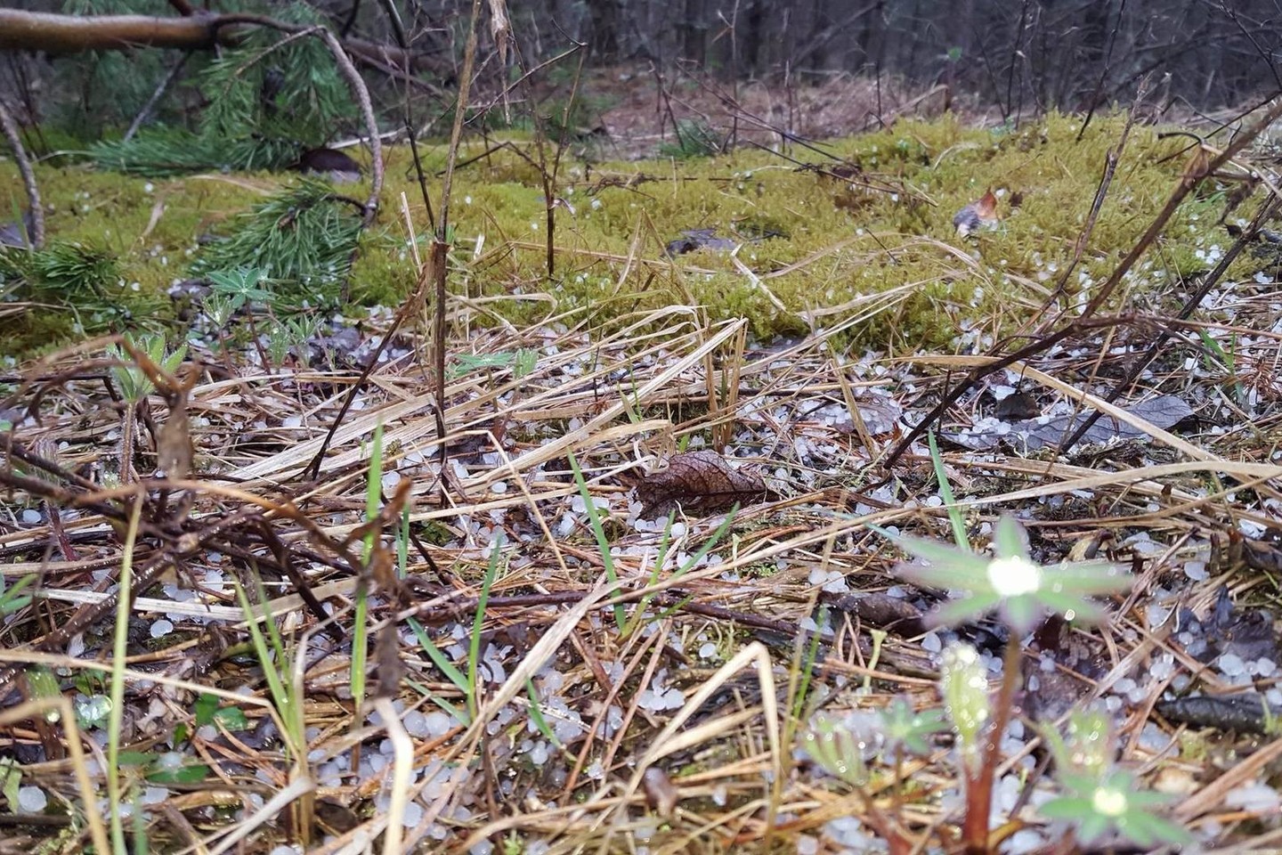 Telšių rajone žalią miško paklotę papuošė apvalūs ledukai.<br>G.Akavickienės nuotr.