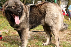 Vyras nesuvaldė savo šuns: Kaukazo aviganis moters nepasigailėjo