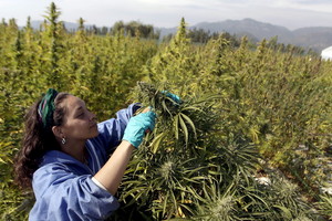 Meksika pasiūlė įteisinti kanapių vartojimą gydymo tikslams