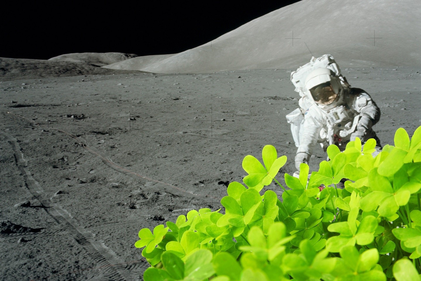 Žmonėms įkūrus nuolatinę bazę Mėnulyje, viena svarbiausių jos užduočių bus apsirūpinti maistu. Taigi lietuvių eksperimentas su dobilais turėtų ir praktinės naudos.<br>NASA ir 123rf nuotr.