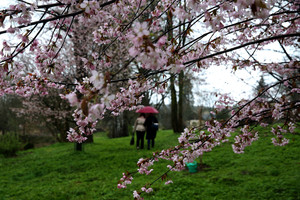Vilniuje pražydo japoniškos vyšnios – sakuros