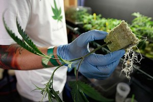 Įsisuka naujas verslas: legali marihuana krauna milijonus