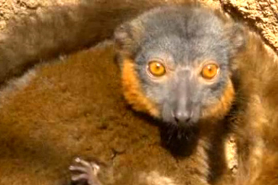 Mielumo dozė: pasaulį išvydo skirtingų spalvų ir rūšių lemūrai