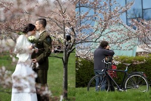 Vilniuje pražydusios sakuros – slaptas įsimylėjelių prieglobstis