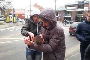 Telšių centre – ežiuko gelbėjimo operacija