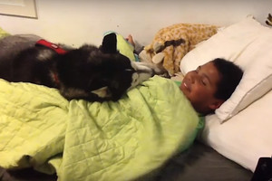 Iš lovos keltis nepanoręs haskis pasielgė tiesiog įžūliai