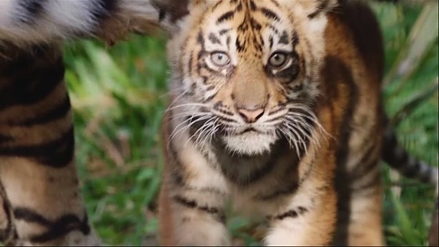 San Diego zoologijos sodas pasipildė trimis Sumatros tigrais