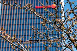 Bankai džiūgauja: rezultatai pranoko lūkesčius