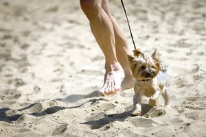 Gera žinia šeimininkams: į paplūdimį – jau ir su šunimi