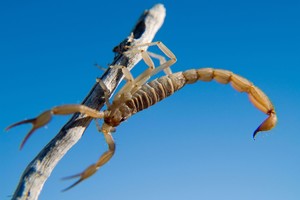 Senovės Egipto medicina – pilna magijos ir neįtikėtinų faktų