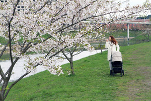 Vėsus oras Kaune nesustabdė pavasarinio žydėjimo proveržio