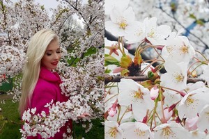 Inga Stumbrienė pasidavė sakurų manijai