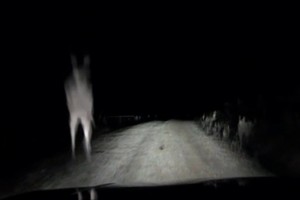 Vaizdelis pro automobilio langą ne juokais išgąsdino vairuotoją