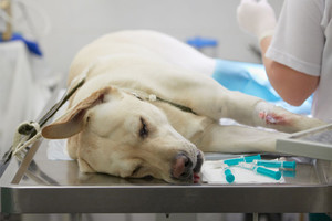 Gyvūnų sterilizacijos išlaidas siūlo dengti gyventojų pinigais