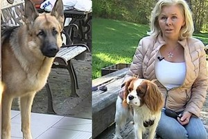 Palaidas Rolando Pakso šuo sukandžiojo kaimynę