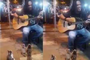 Prislėgtas gatvės muzikantas tokių gerbėjų sulaukti nesitikėjo