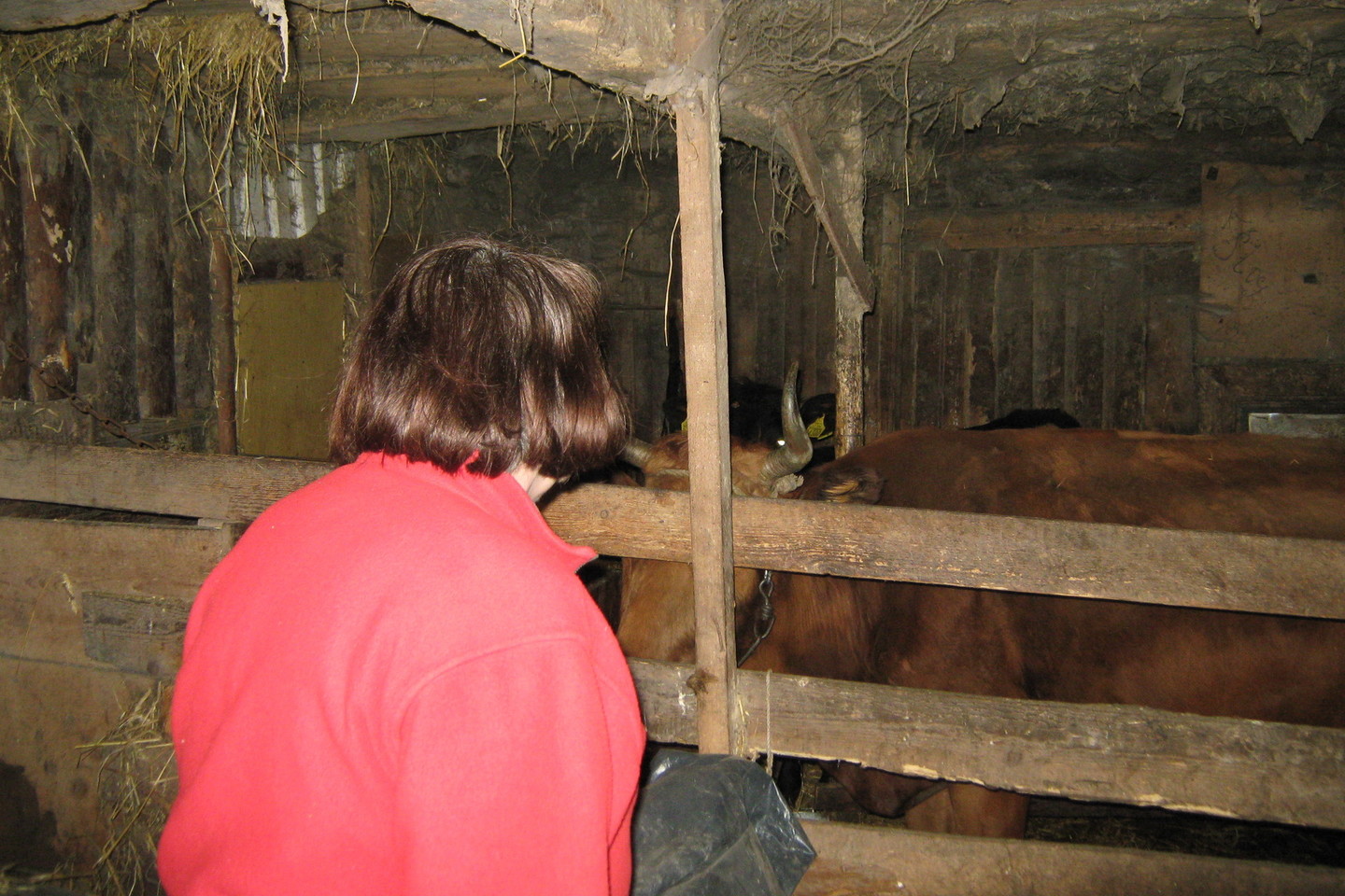Lukšiai laiko karvę, todėl valgo savo sūrius ir sviestą.<br>L.Juodzevičienės nuotr.