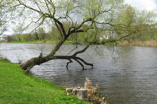 Po liūties į Šešupę atitekėję teršalai užminė mįslę