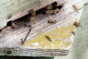 Nuo pražūties gelbėtos bitės ugniagesiams negėlė