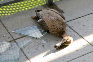 Dideliu greičiu skridusi antis Vilniuje iškūlė daugiabučio langą