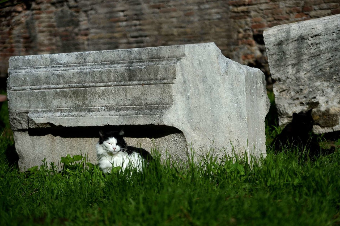 Katės Romoje gali sulaukti naujos prievolės – naikinti milijonus žiurkių.<br>AFP/“Scanpix“ nuotr.