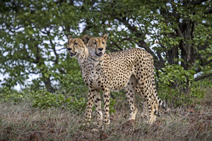Toks kadras – tik kartą gyvenime: įamžino dvigalvį gepardą