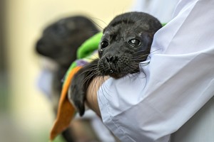 Rusijoje – bejėgių ruonių jauniklių gelbėjimo operacija