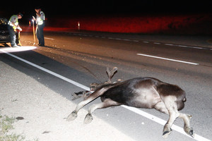 Po susidūrimo su briedžiu vairuotoją vadavo ugniagesiai