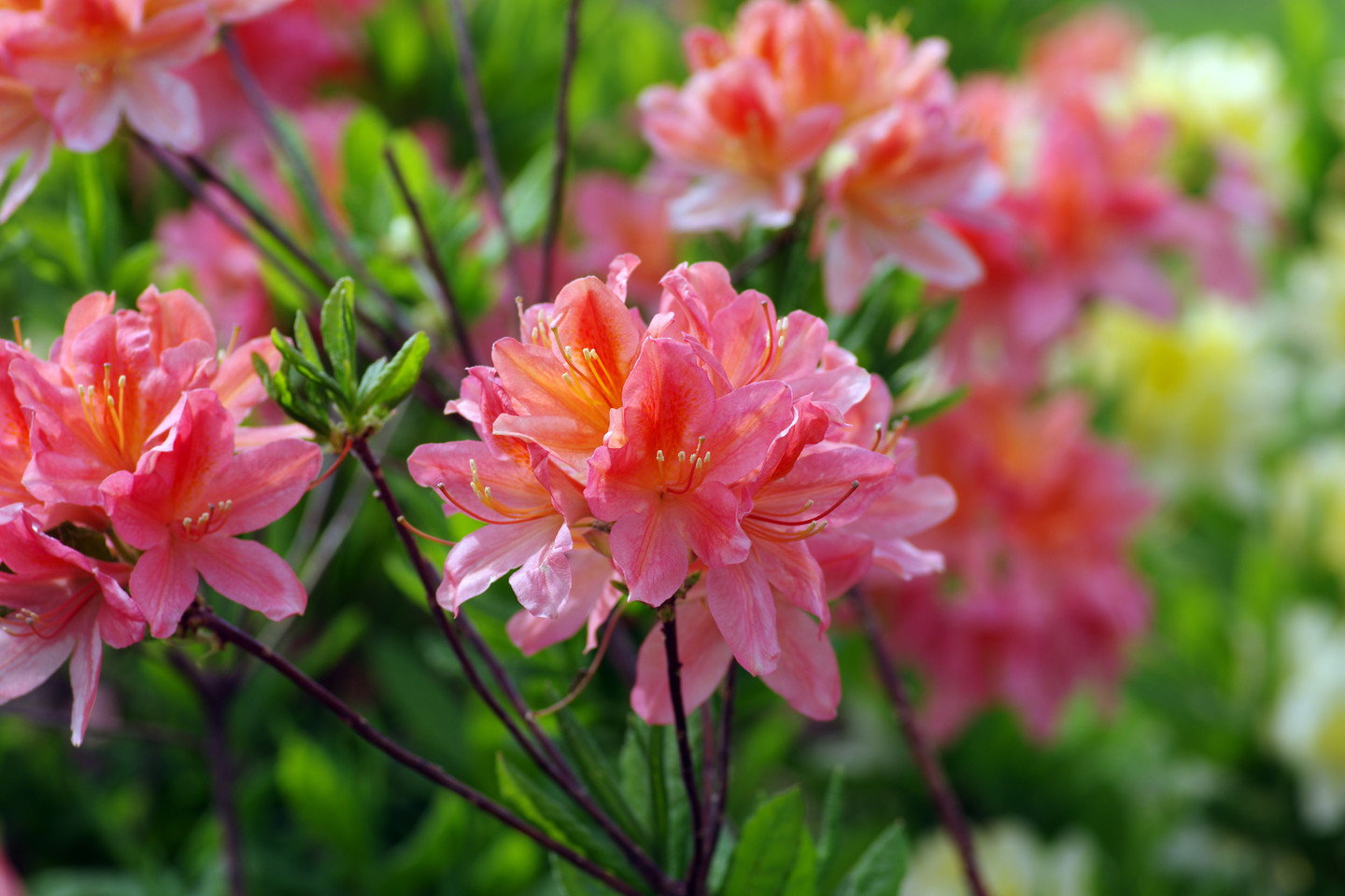 Gerai prižiūrimi rododendrai – nepamainoma sodybos puošmena.<br>Shutterstock nuotr.