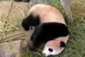 Nerangios pandos nesėkmę išvydę smalsuoliai leipo juokais