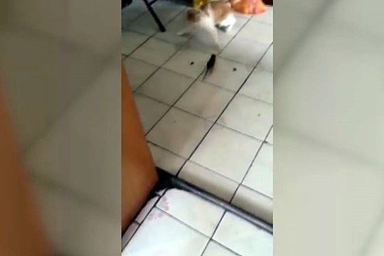 Neįtikėtina katino reakcija į žiurkę: kuris išsigando labiau?