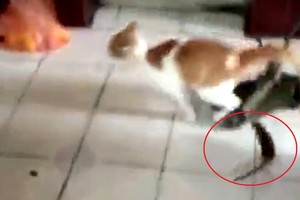 Bebaimės žiurkės pamoka katei: iš siaubo suklykė net šeimininkė