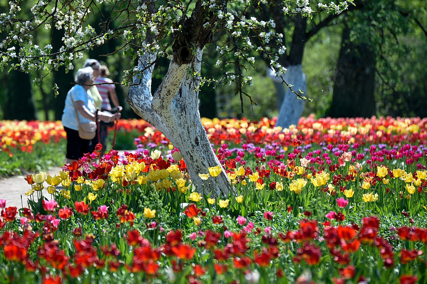 Šiemet Burbiškio dvare žydi net 440 rūšių ir formų tulpių.<br>V.Ščiavinsko nuotr.