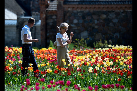Burbiškio dvaro festivalis „Tulpių žydėjimo šventė“ – jau gegužės 14 dieną.<br>V.Ščiavinsko nuotr.