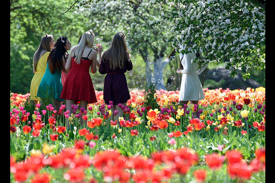 Burbiškio dvaro festivalis „Tulpių žydėjimo šventė“ – jau gegužės 14 dieną.<br>V.Ščiavinsko nuotr.
