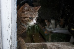 Kates išnaikinę europiečiai sumokėjo nesuvokiamą kainą